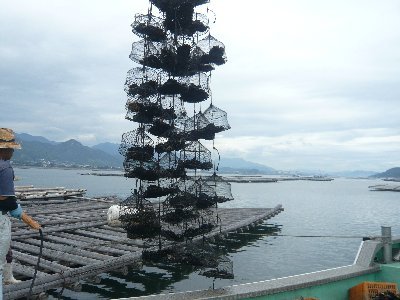 採れたムール貝2-400.jpg