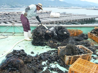 採れたムール貝-400.jpg
